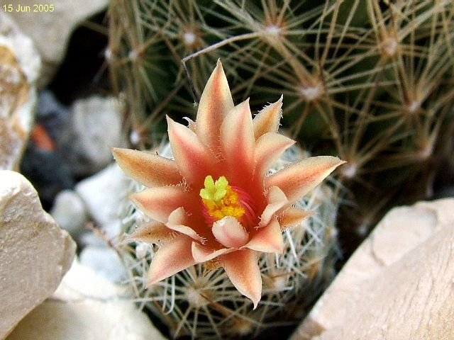 Escobaria _zilziana _08